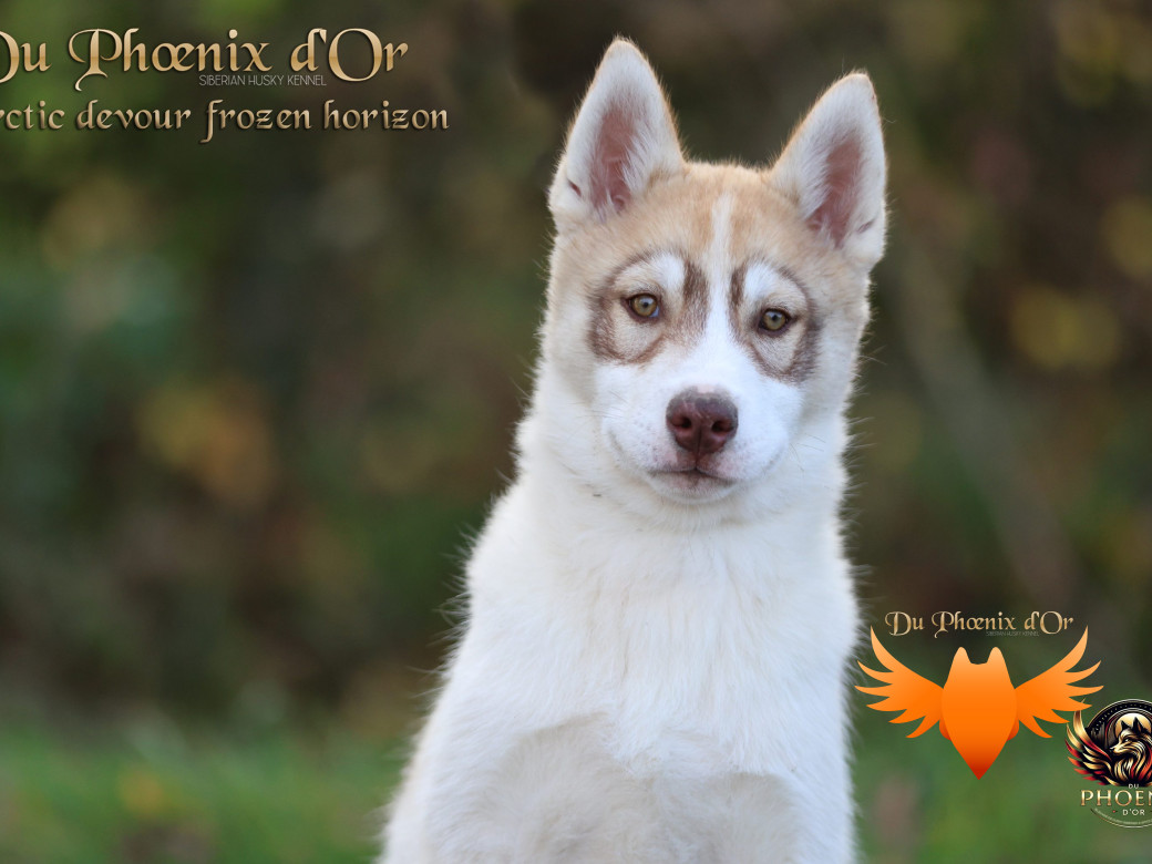 Photo 26 de Mâle 1 - Taïga x Ultra (Août 2025)