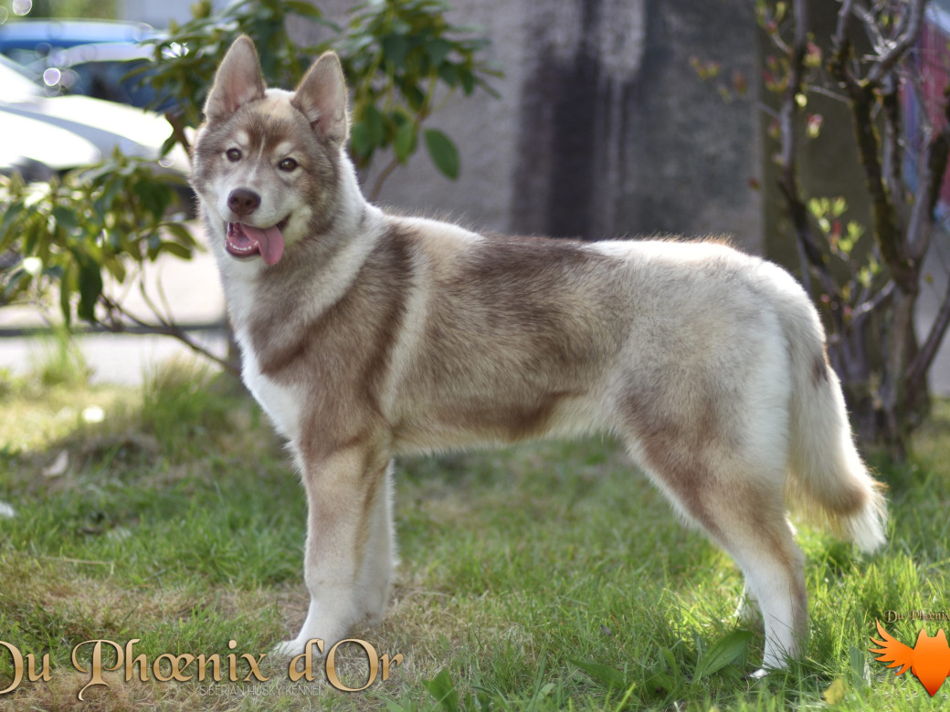 Photo 42 de Unix ultime touch the stars Du Phoenix D'Or