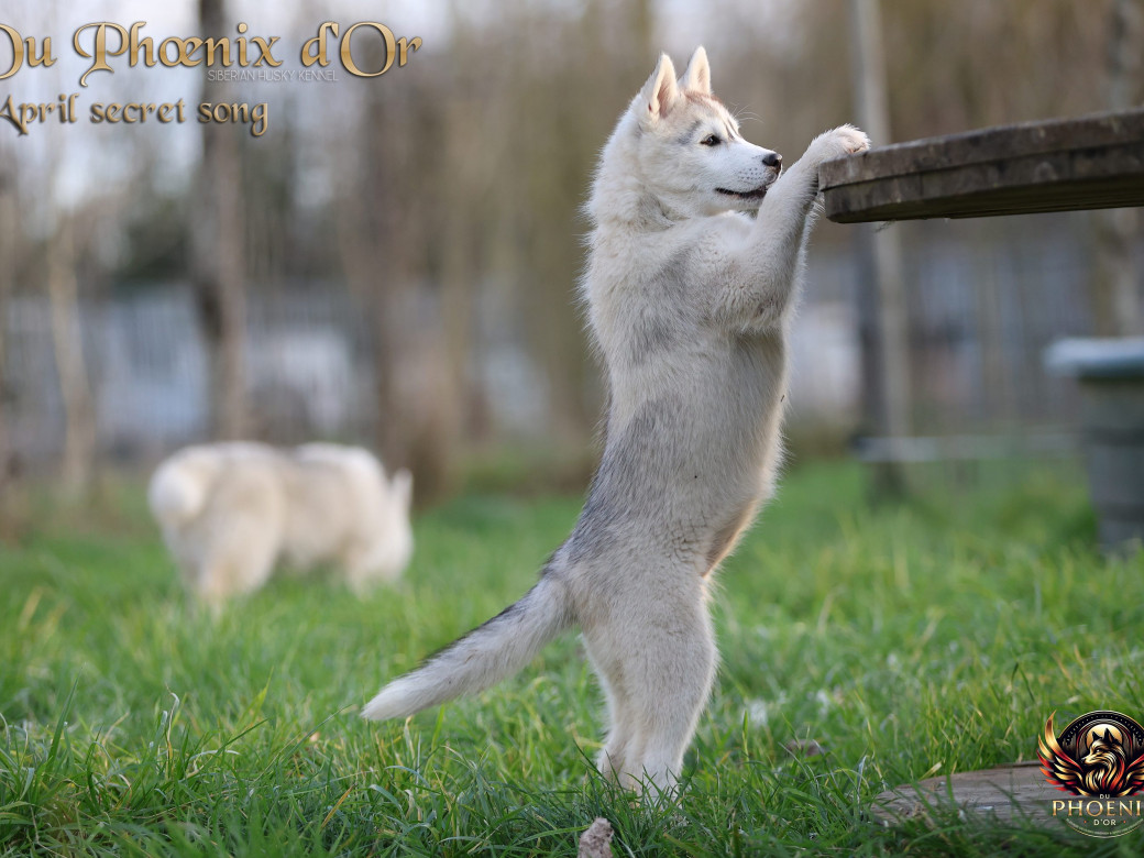 Photo 4 de Femelle 2 - Sweetie x Toruk (Septembre 2025)