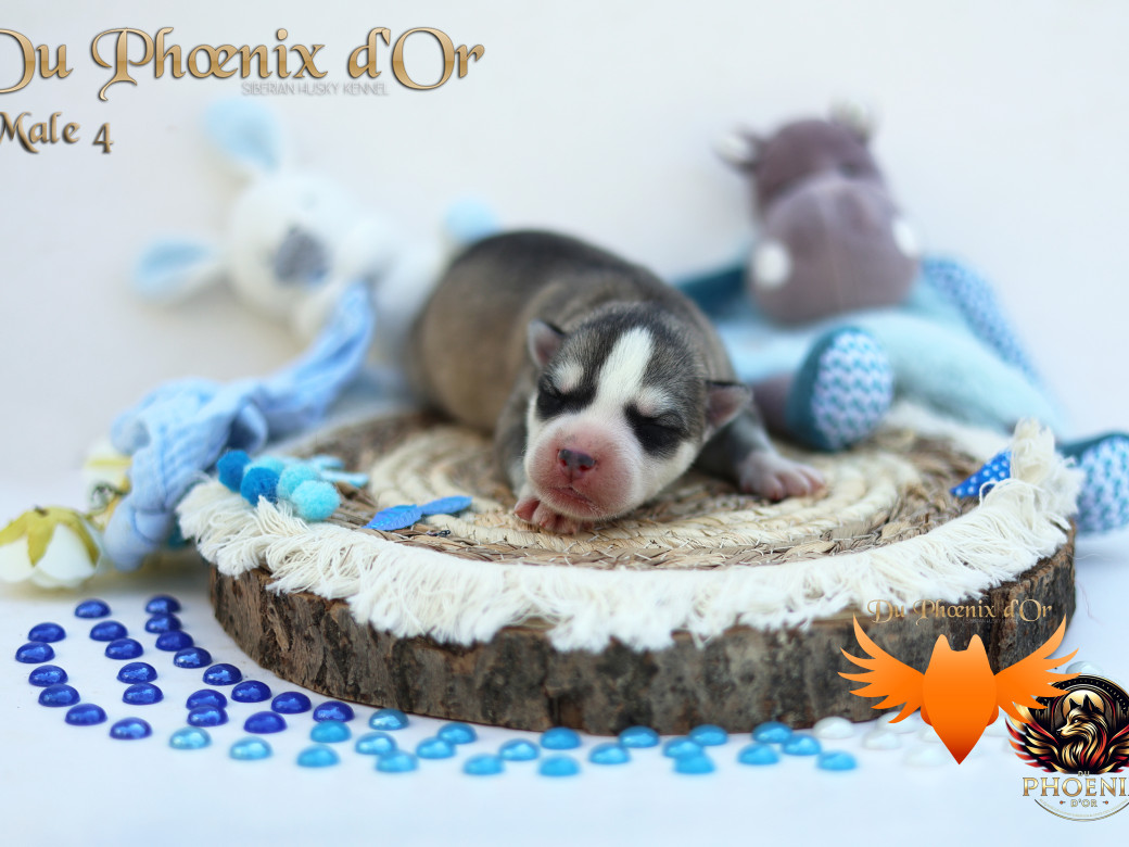 Photo 39 de Mâle 4 - Twilight x Yoshi (Août 2025)