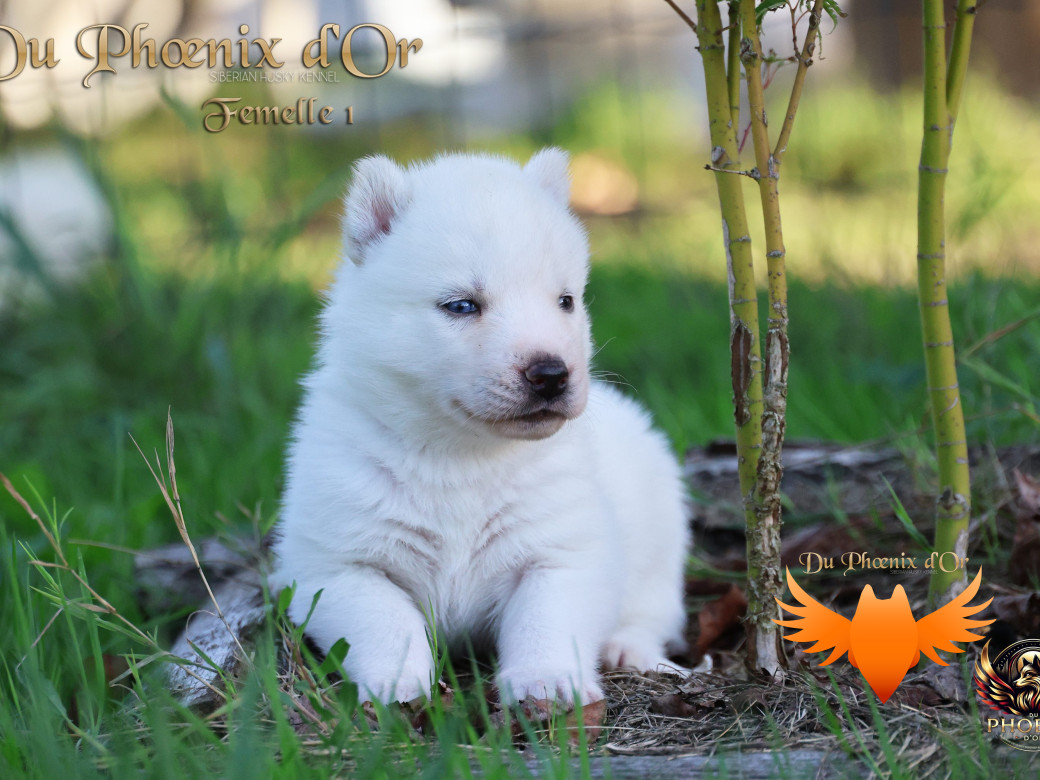 Photo 20 de Femelle 1 - Twilight x Yoshi (Août 2025)