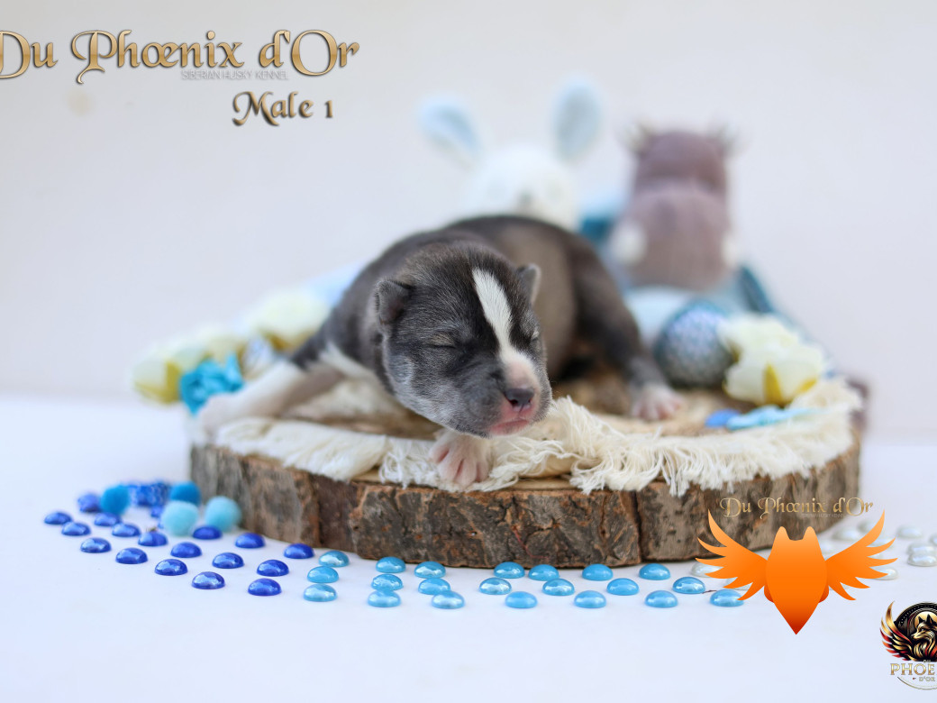Photo 9 de Mâle 1 - Sweetie x Toruk (Septembre 2025)