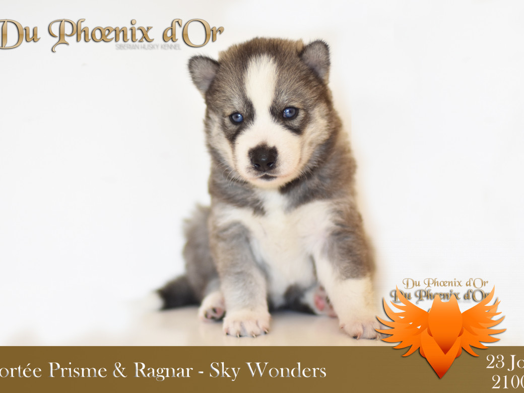 Picture of Sky Wonders du Phoenix d'or