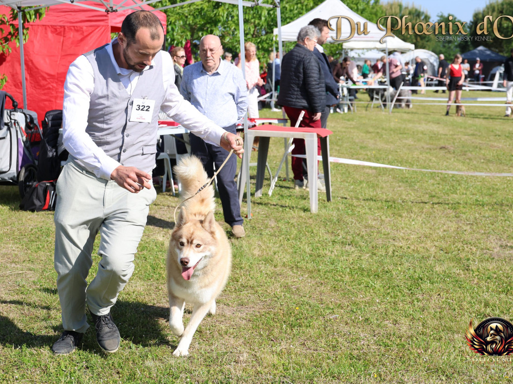 Photo 7 de Unix ultime touch the stars Du Phoenix D'Or