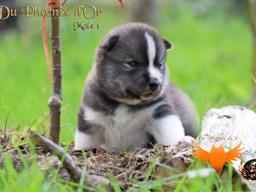 Photo 5 de Mâle 1 - Sweetie x Toruk (Septembre 2025)