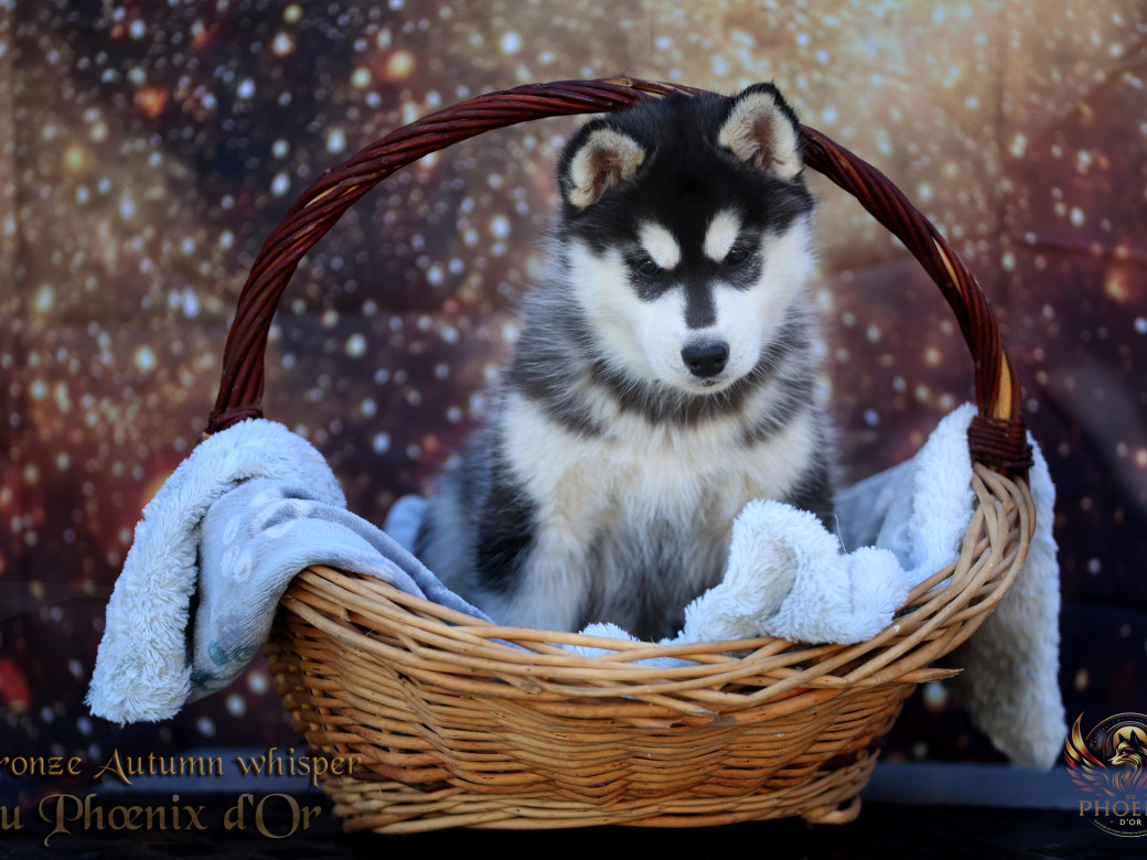 Photo 1 de Femelle 2 - Pandora x Moky (Janvier 2026)