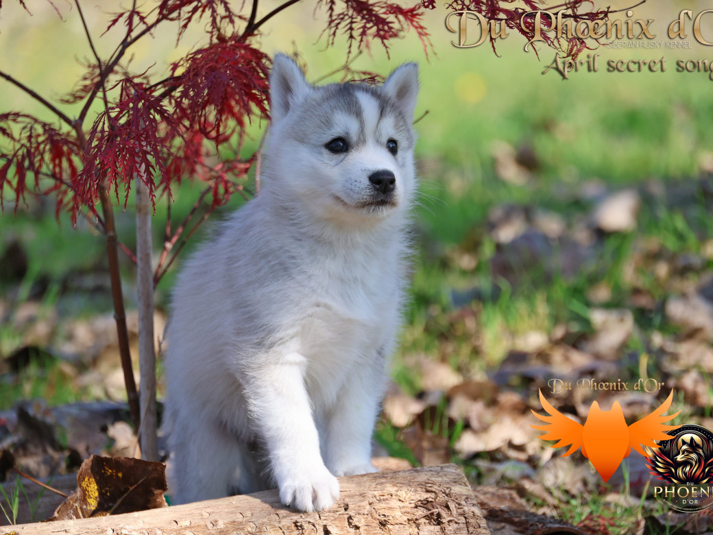 Photo 24 de Femelle 2 - Sweetie x Toruk (Septembre 2025)