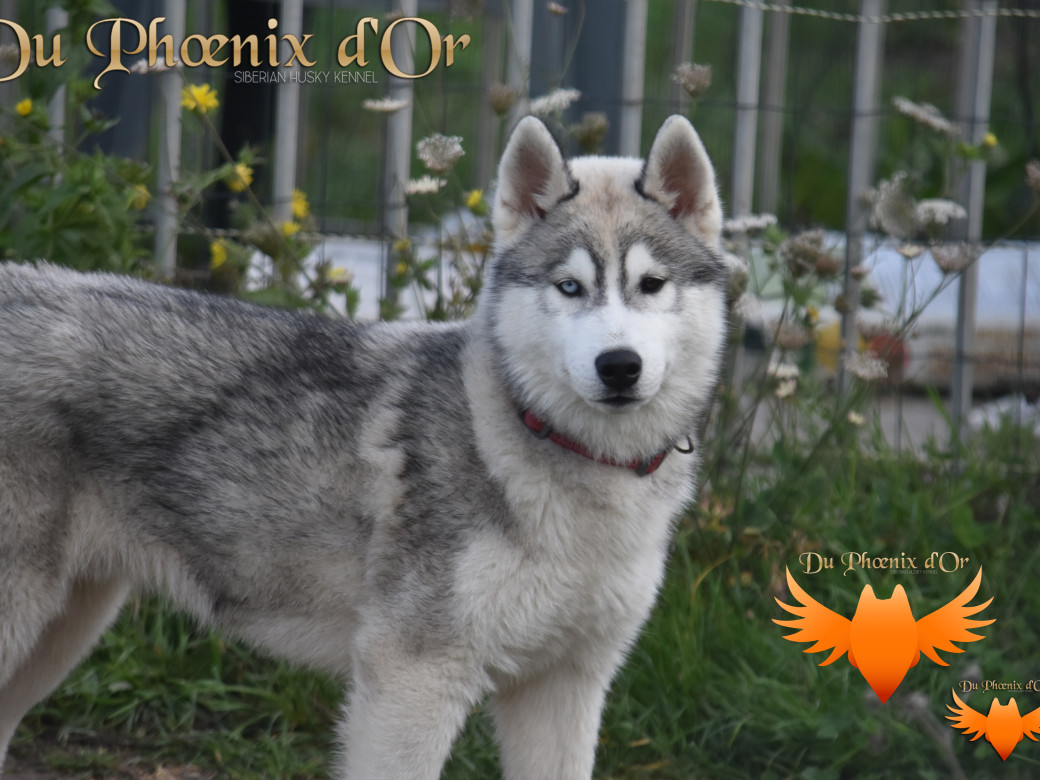 Picture of U never forget me du Phoenix d'or (Ustang)