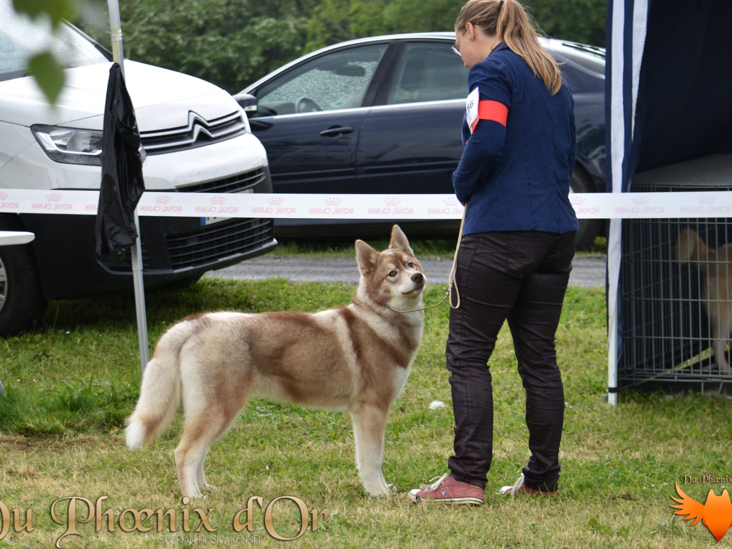 Photo 27 de Unix ultime touch the stars Du Phoenix D'Or