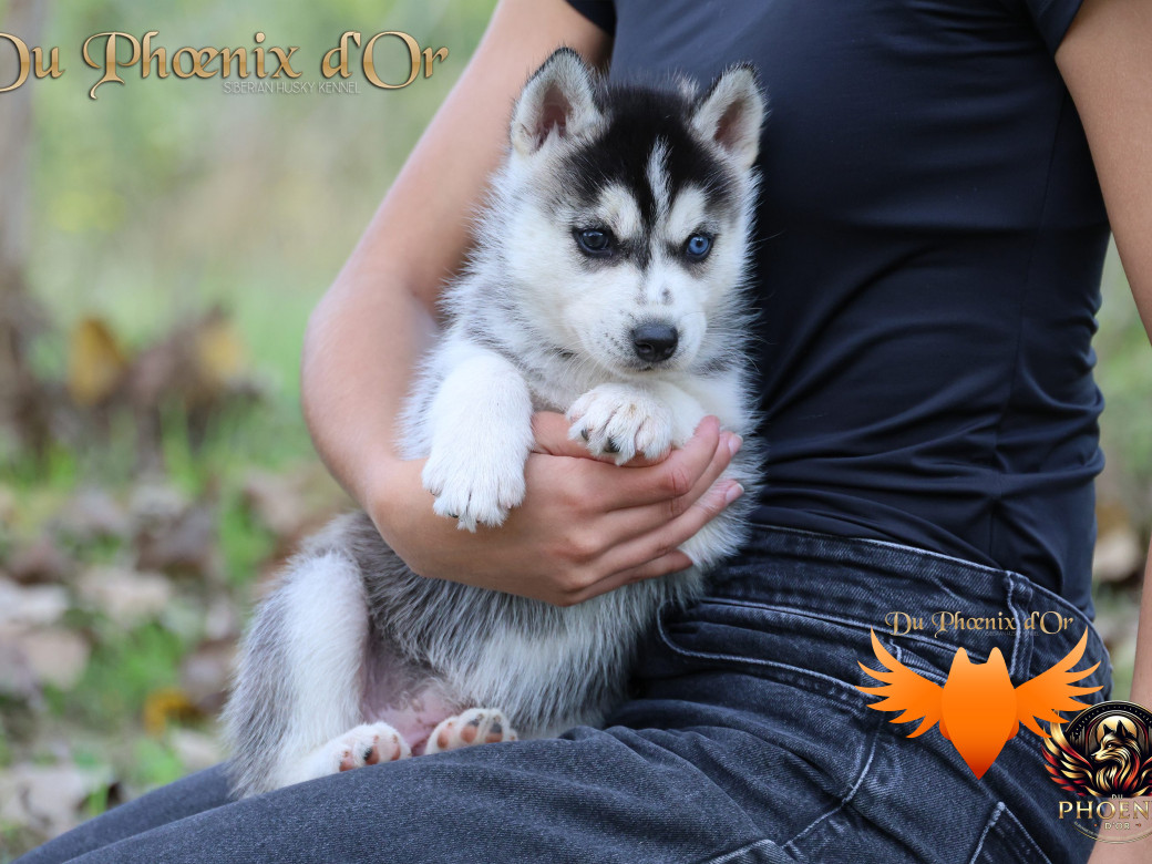 Photo 2 de Femelle 2 - Twilight x Yoshi (Août 2025)