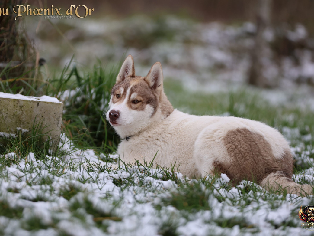 Photo 10 de Mâle 1 - Taïga x Ultra (Août 2025)