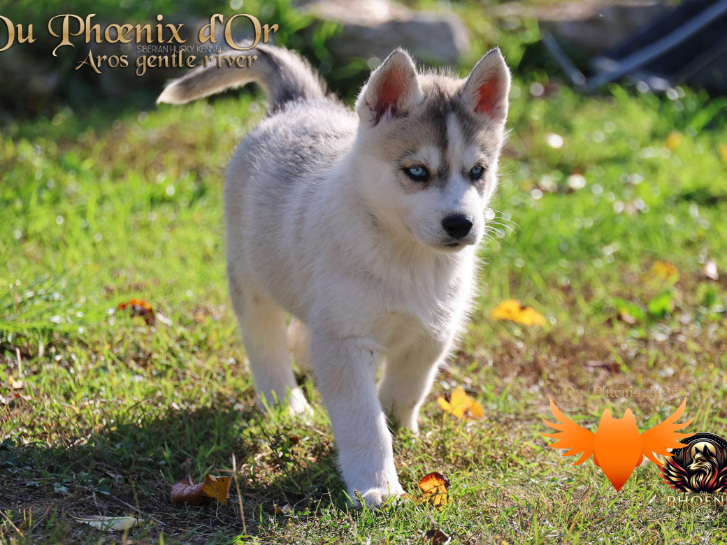 Photo 8 de Mâle 4 - Twilight x Yoshi (Août 2025)