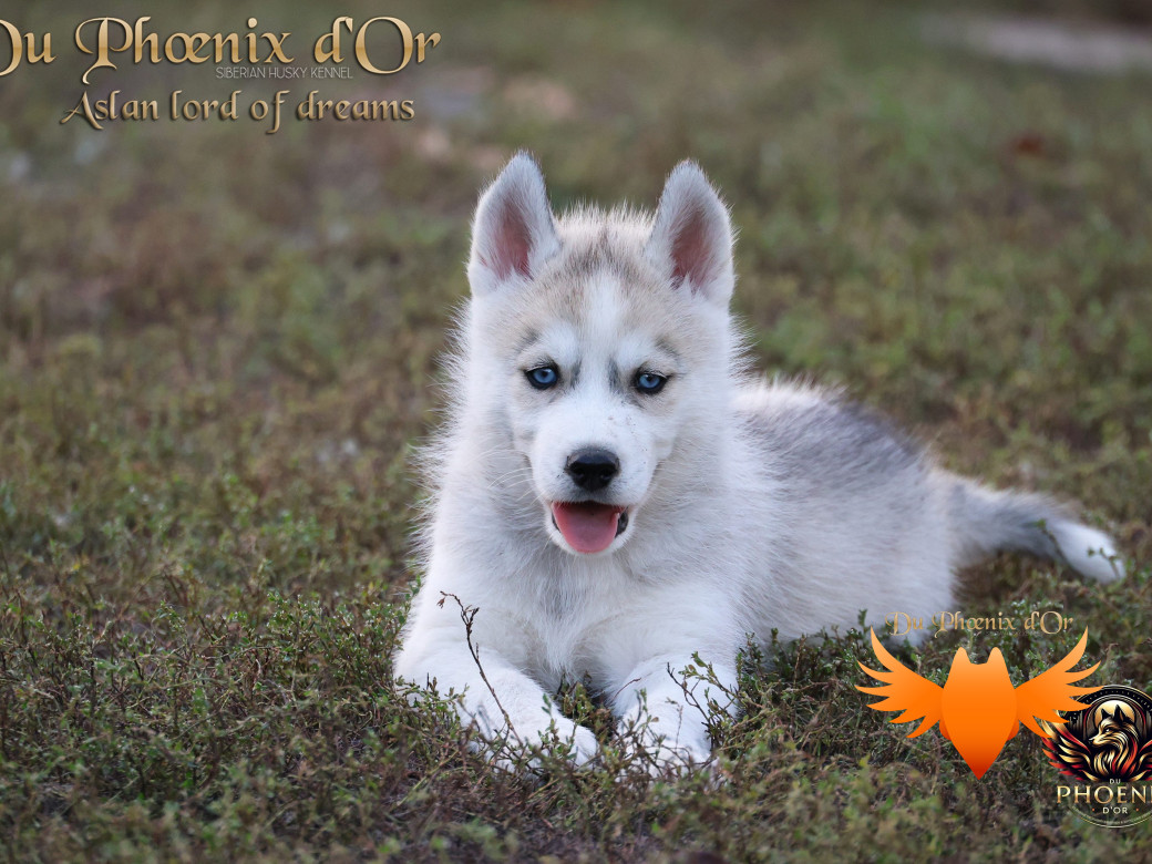 Photo 3 de Mâle 1 - Twilight x Yoshi (Août 2025)