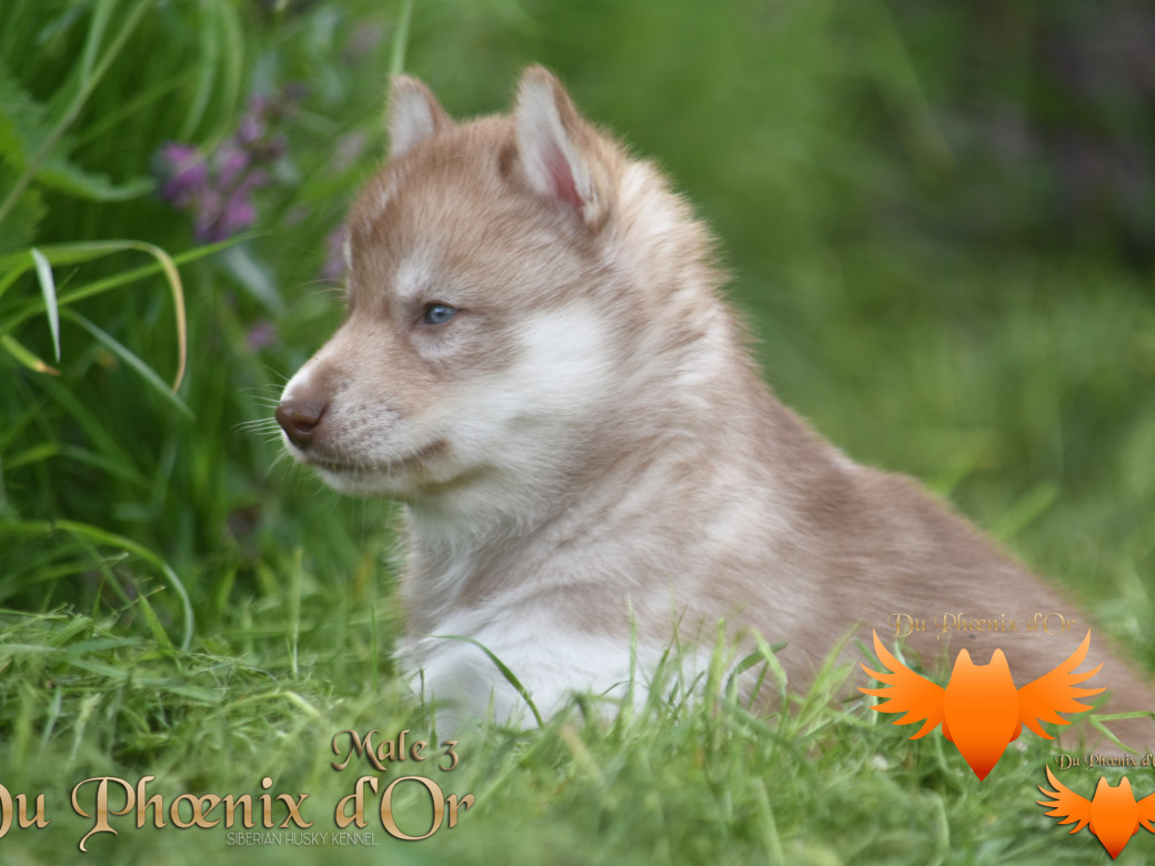 Picture of Veasley magic red du Phoenix d'or - Moon & Shiiro