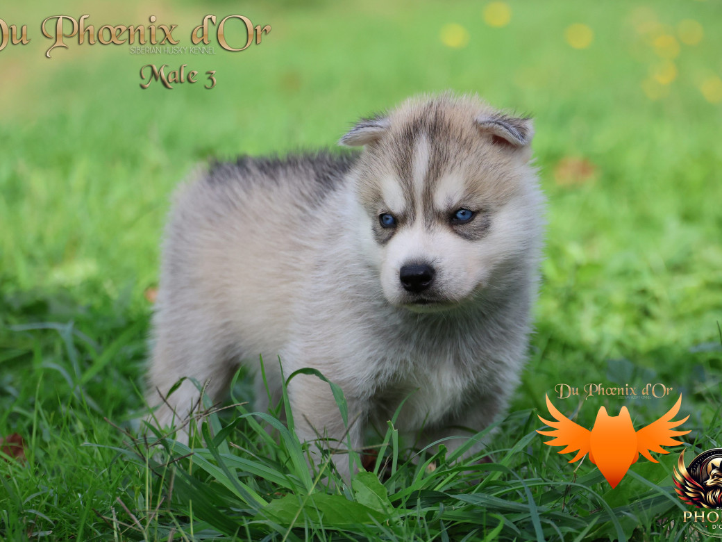 Photo 18 de Mâle 3 - Twilight x Yoshi (Août 2025)