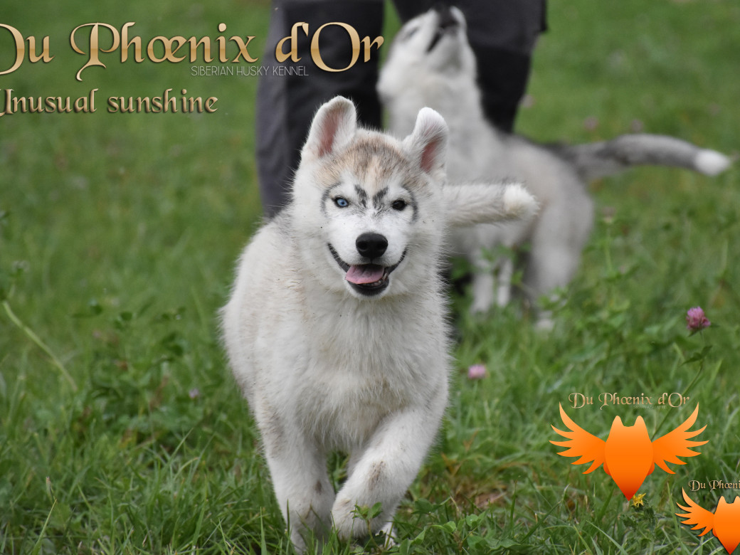 Picture of Unusual Sunshine du Phoenix d'or
