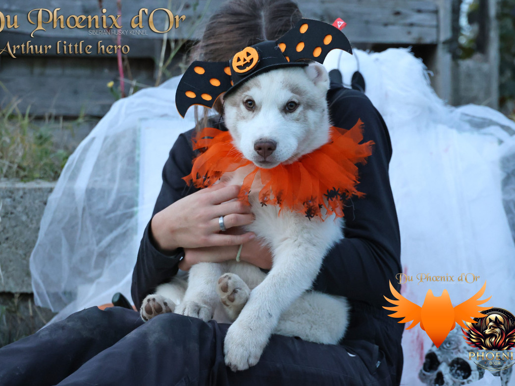 Photo 39 de Mâle 2 - Taïga x Ultra (Août 2025)