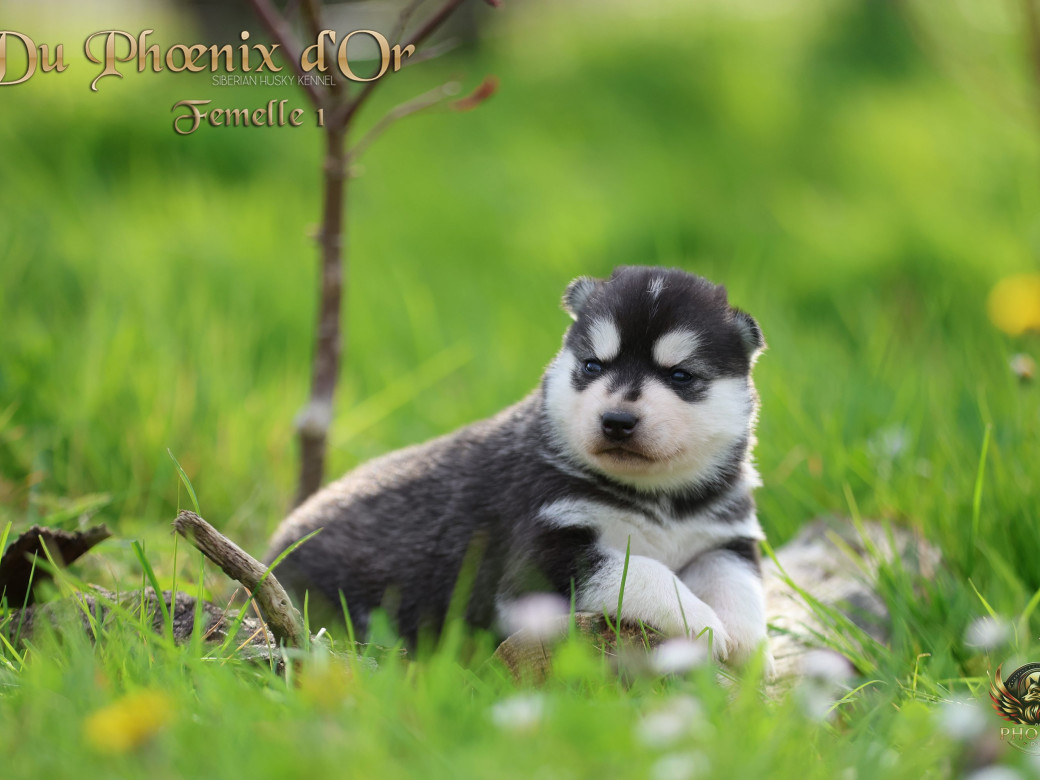 Photo 2 de Femelle 1 - Shana x Unix (Mars 2026)