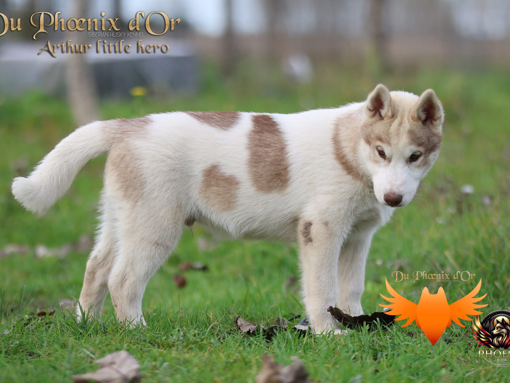 Photo 16 de Mâle 2 - Taïga x Ultra (Août 2025)