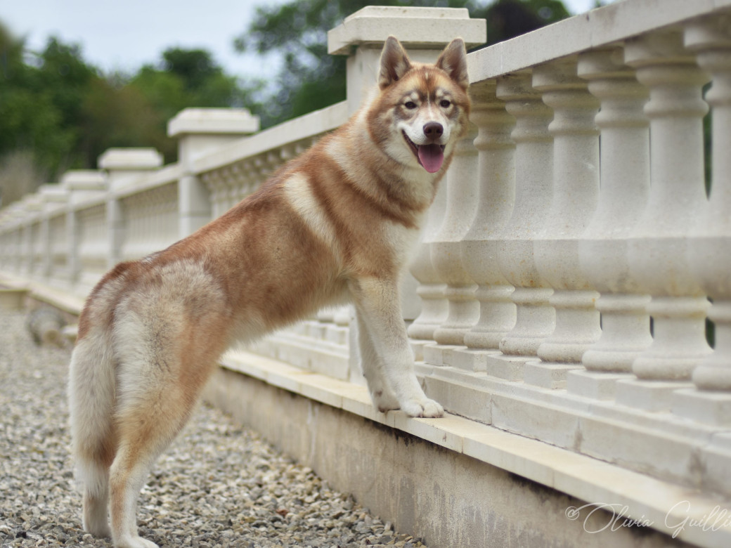 Photo 26 de Unix ultime touch the stars Du Phoenix D'Or