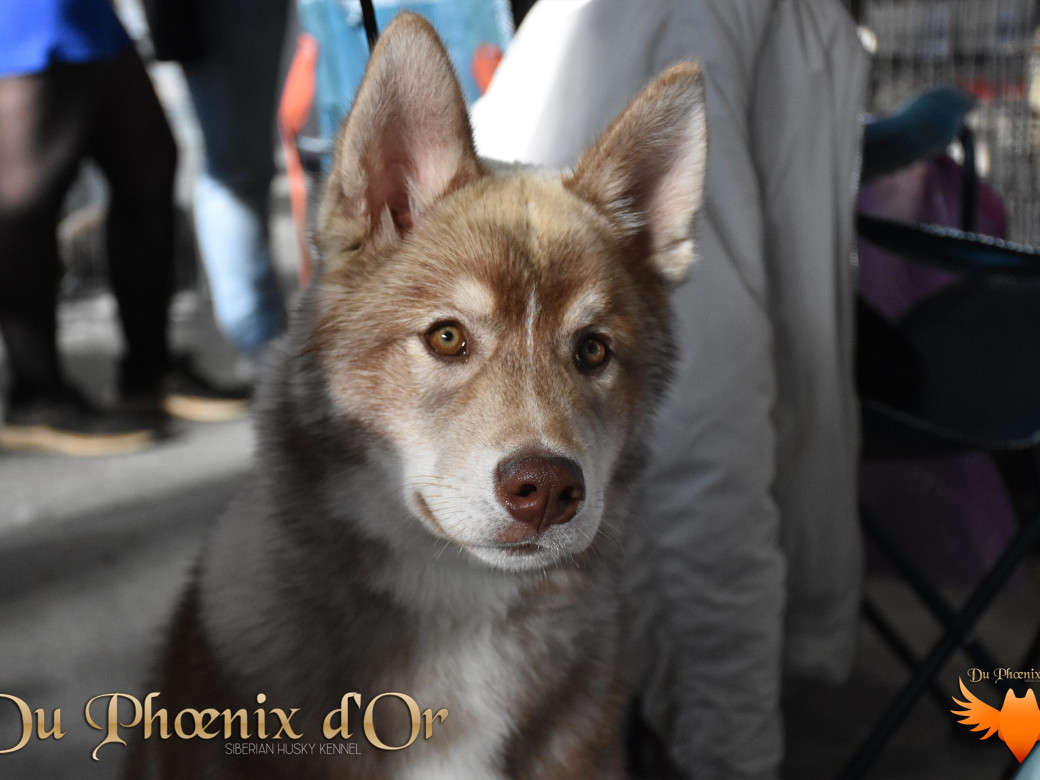 Photo 49 de Unix ultime touch the stars Du Phoenix D'Or