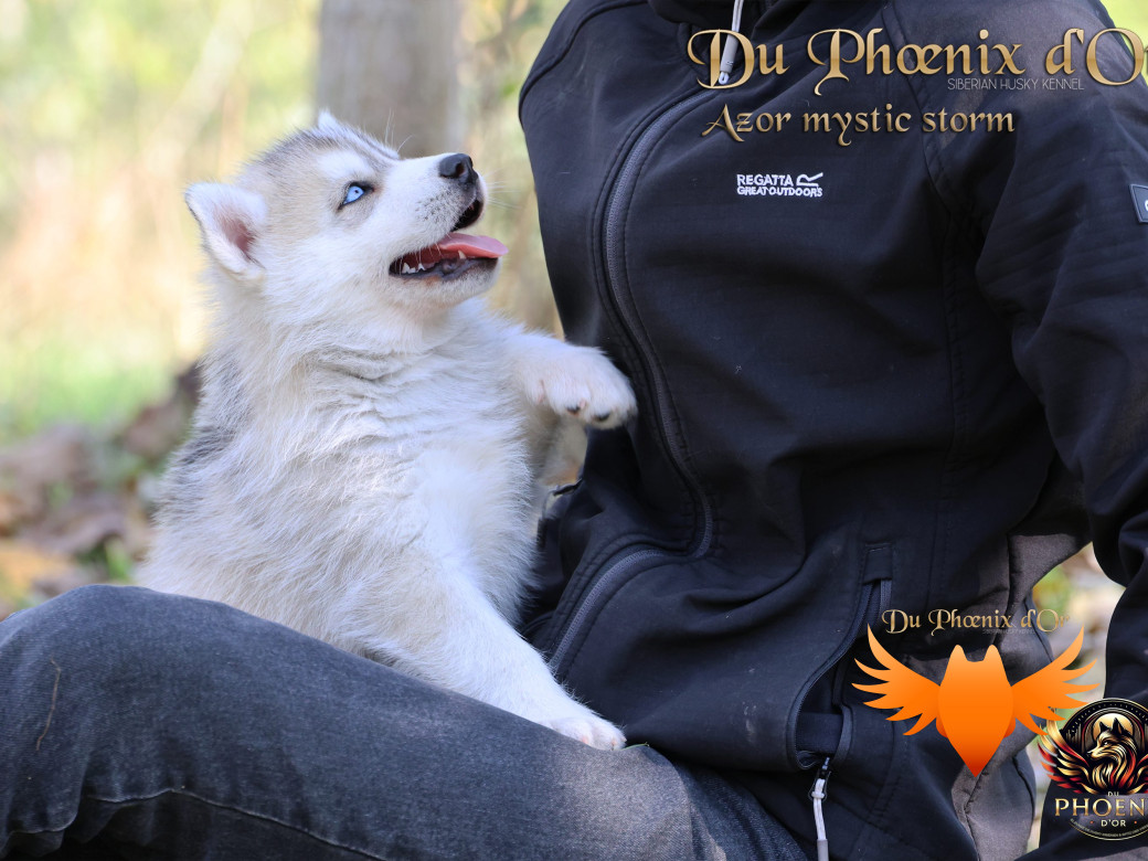 Photo 10 de Mâle 3 - Twilight x Yoshi (Août 2025)