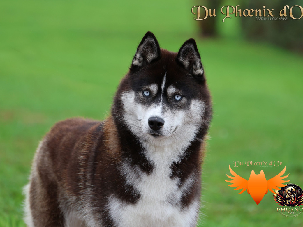 Photo 2 de Uncover black pearl