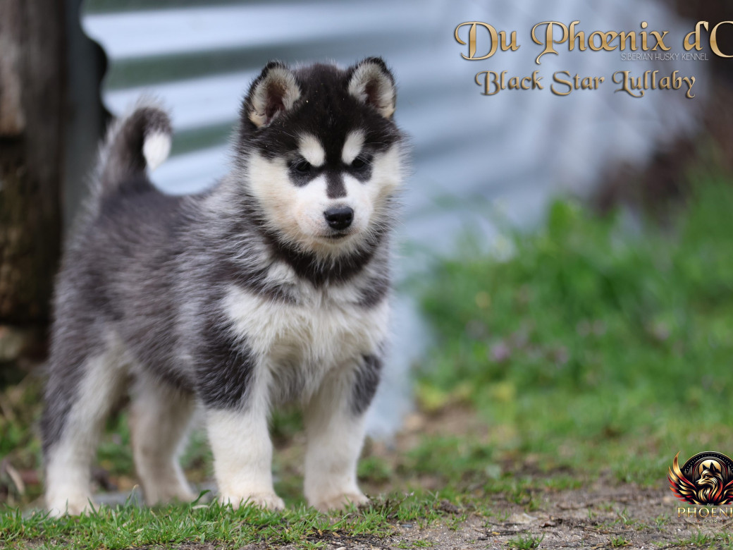 Photo 5 de Femelle 2 - Pandora x Moky (Janvier 2026)
