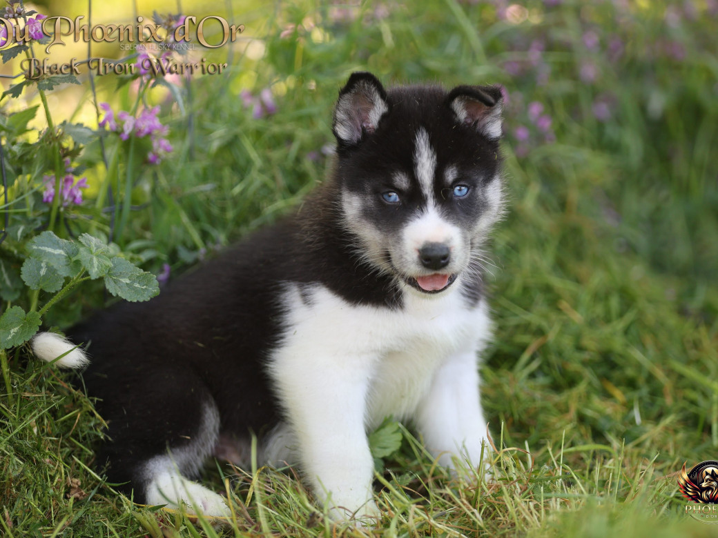 Picture of Mâle 3 - Moon x Ultra (Mars 2026)