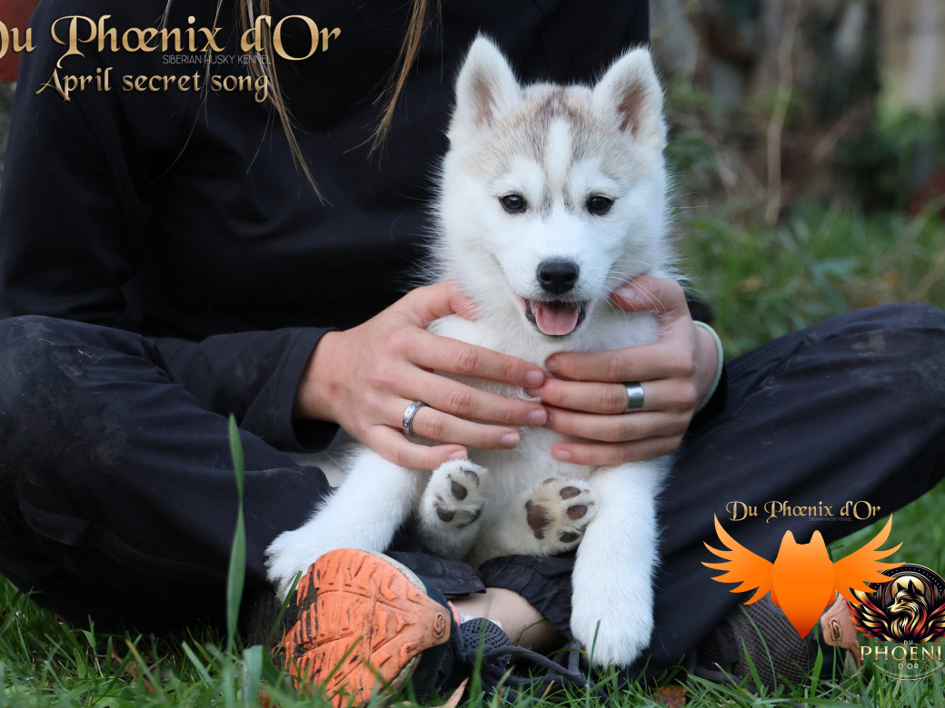 Photo 22 de Femelle 2 - Sweetie x Toruk (Septembre 2025)