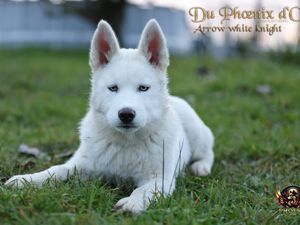 Photo 13 de Mâle 2 - Twilight x Yoshi (Août 2025)