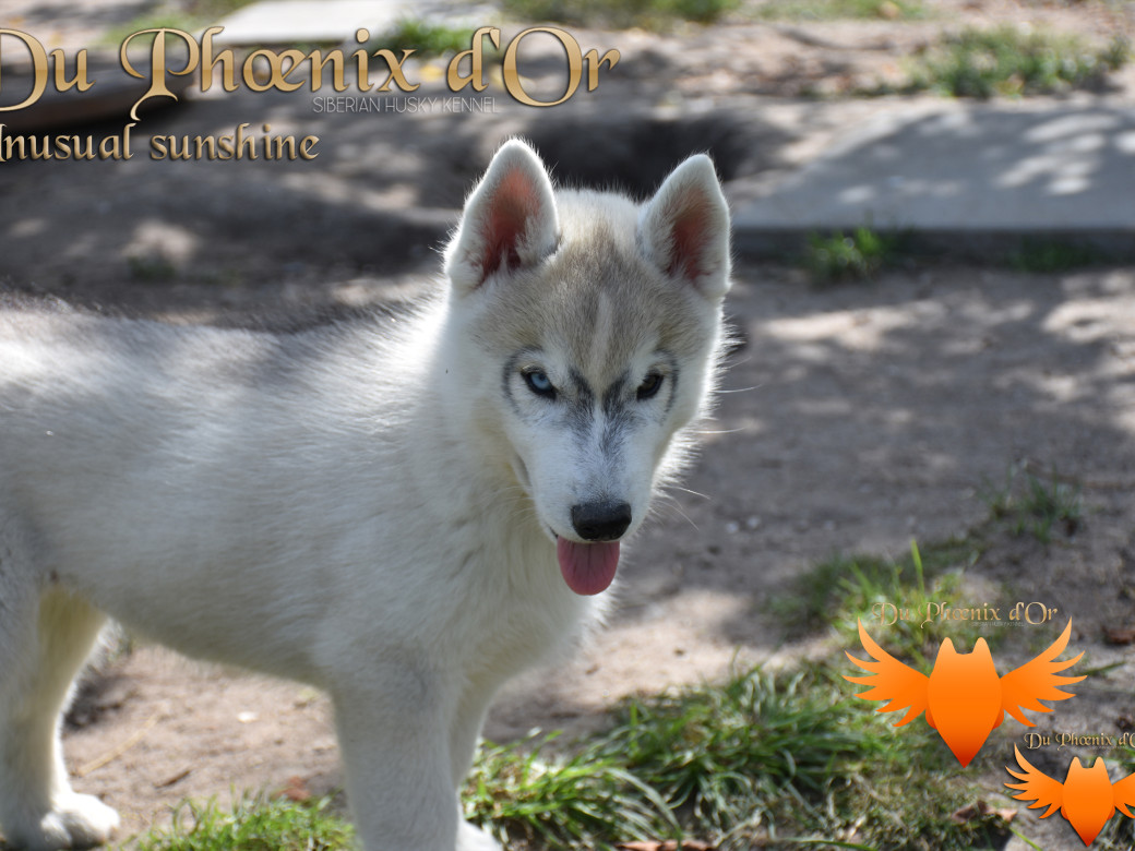 Picture of Unusual Sunshine du Phoenix d'or