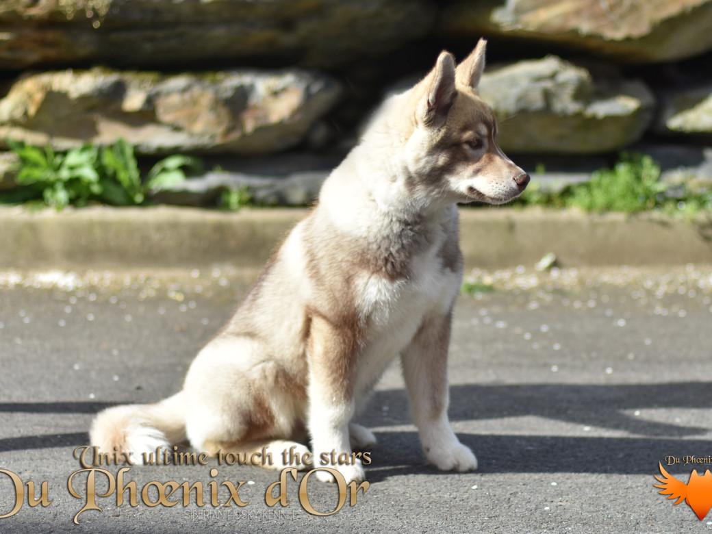 Photo 61 de Unix ultime touch the stars Du Phoenix D'Or