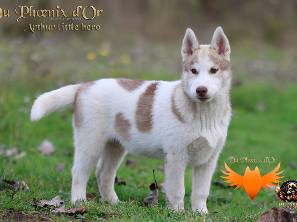 Photo 19 de Mâle 2 - Taïga x Ultra (Août 2025)