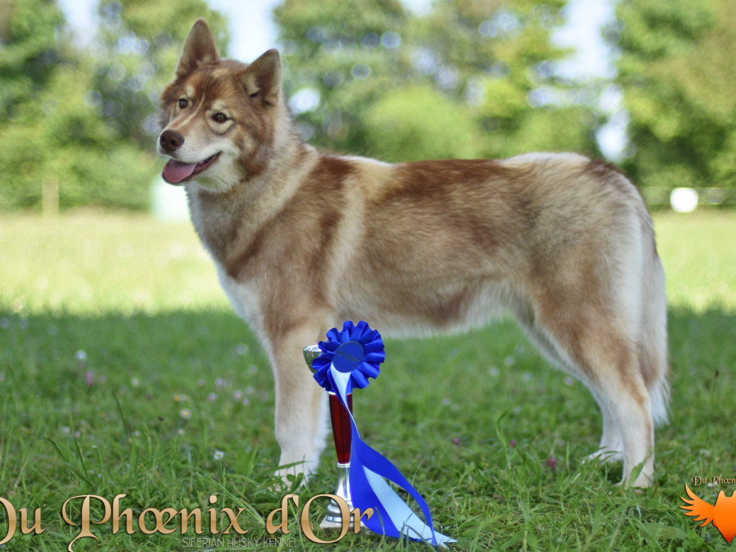 Photo 48 de Unix ultime touch the stars Du Phoenix D'Or