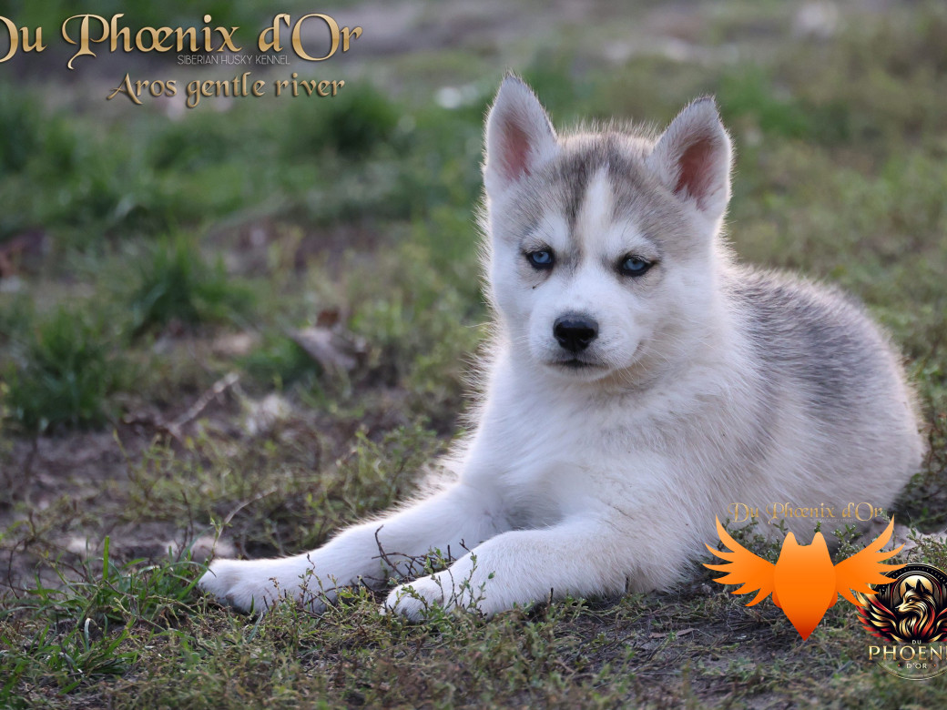Photo 2 de Mâle 4 - Twilight x Yoshi (Août 2025)