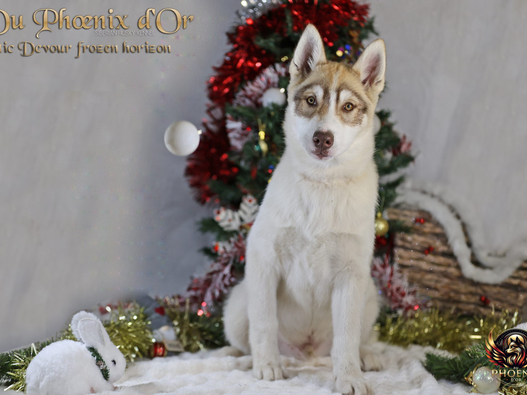 Photo 21 de Mâle 1 - Taïga x Ultra (Août 2025)