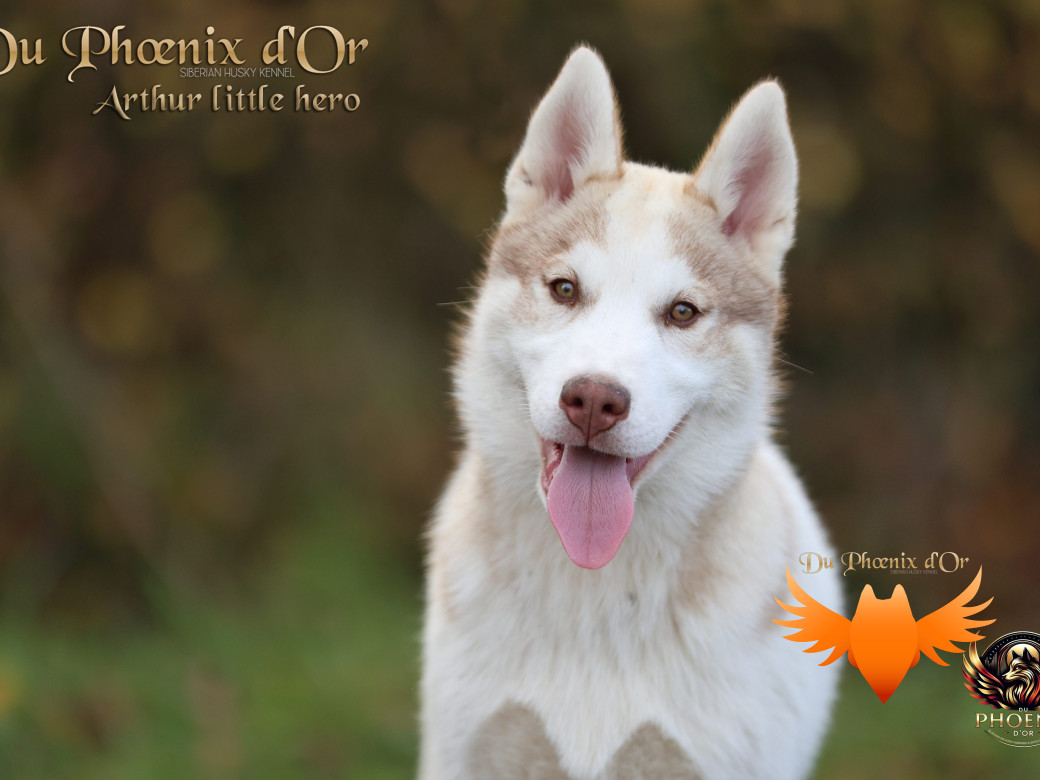 Photo 2 de Mâle 2 - Taïga x Ultra (Août 2025)