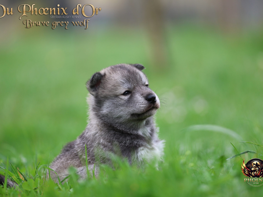 Photo 24 de Mâle 2 - Serena x Ragnar (Février 2026)