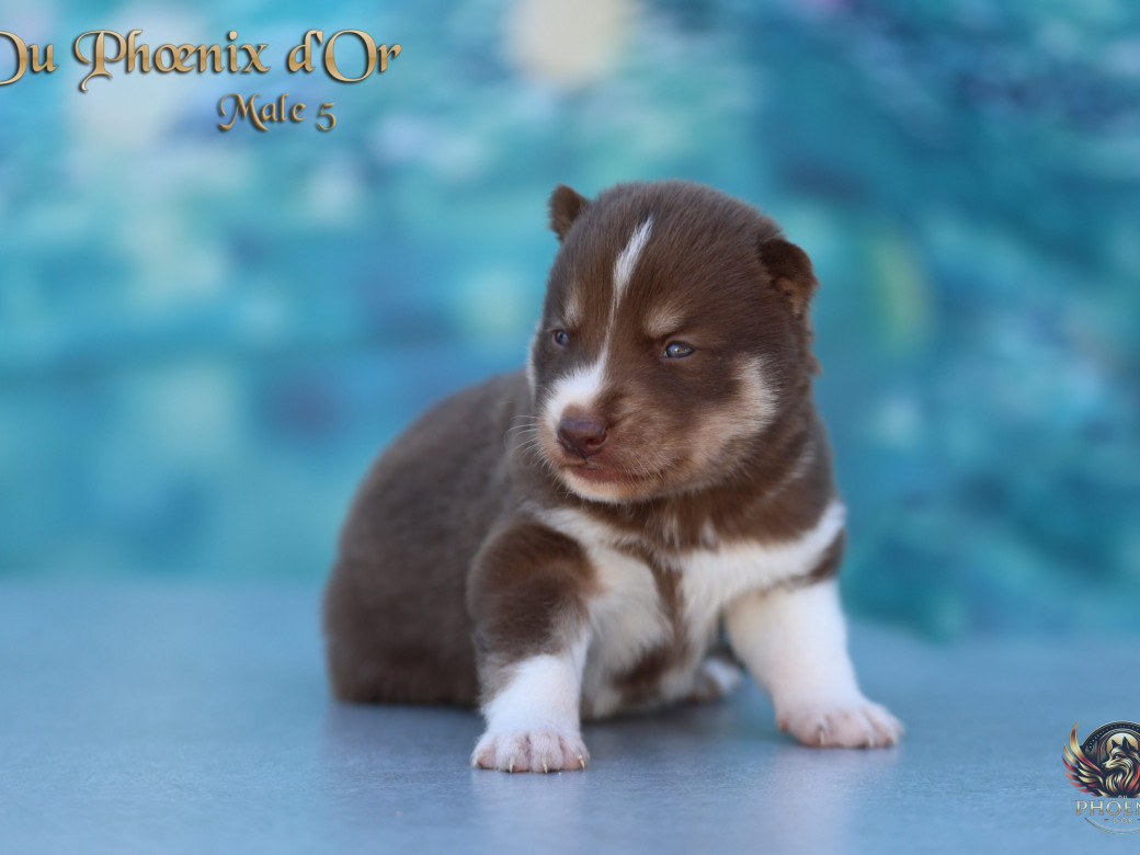 Mâle 5 - Moon x Ultra (Mars 2026)