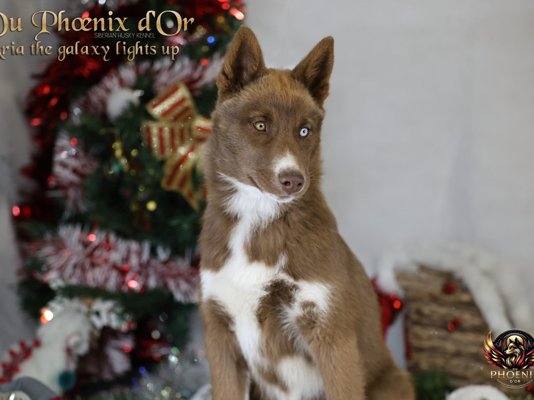 Photo 8 de Femelle 4 - Taïga x Ultra (Août 2025)