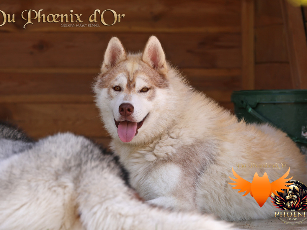 Photo 9 de Viking leader's pack - Portée Serena et Moky