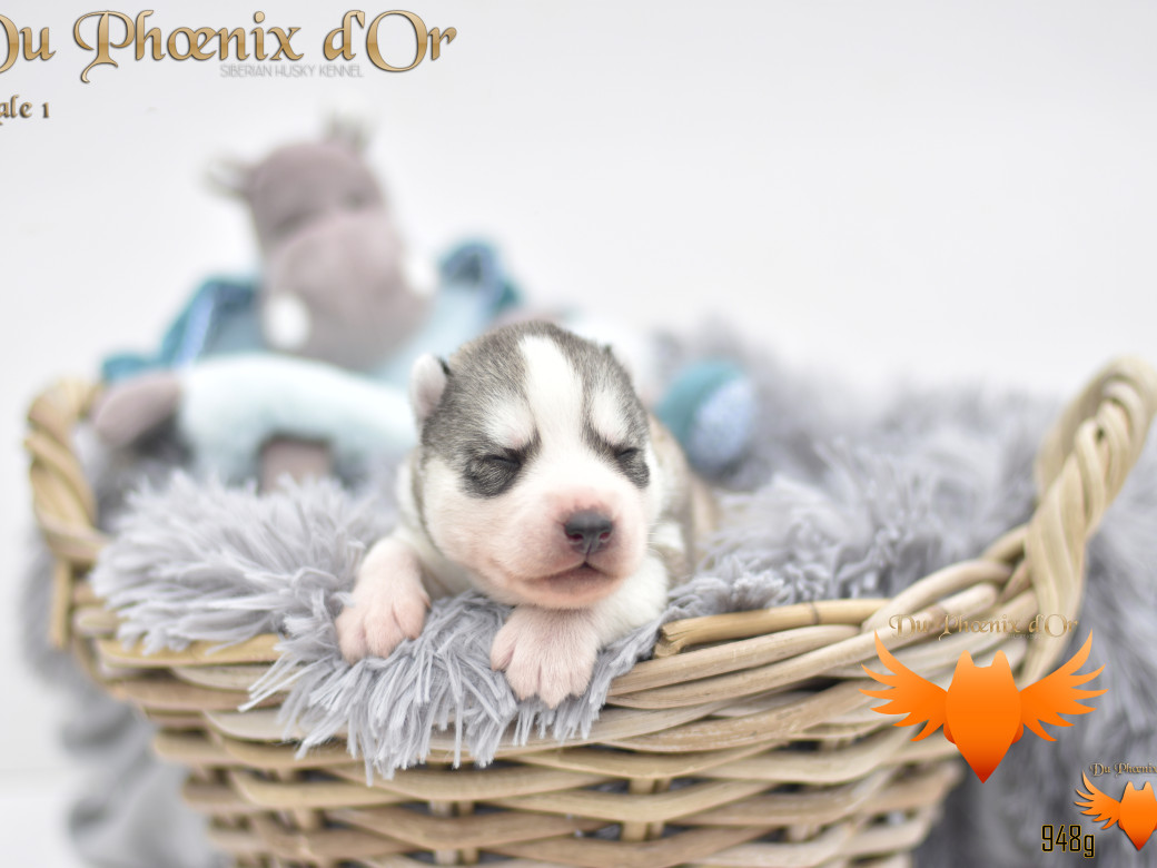 Picture of U travel to the best aventure du Phoenix d'or