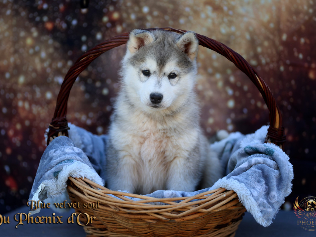 Photo 1 de Femelle 4 - Pandora x Moky (Janvier 2026)