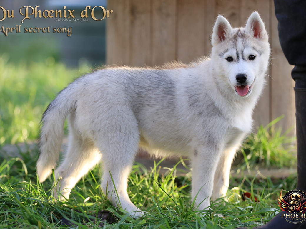 Photo 6 de Femelle 2 - Sweetie x Toruk (Septembre 2025)