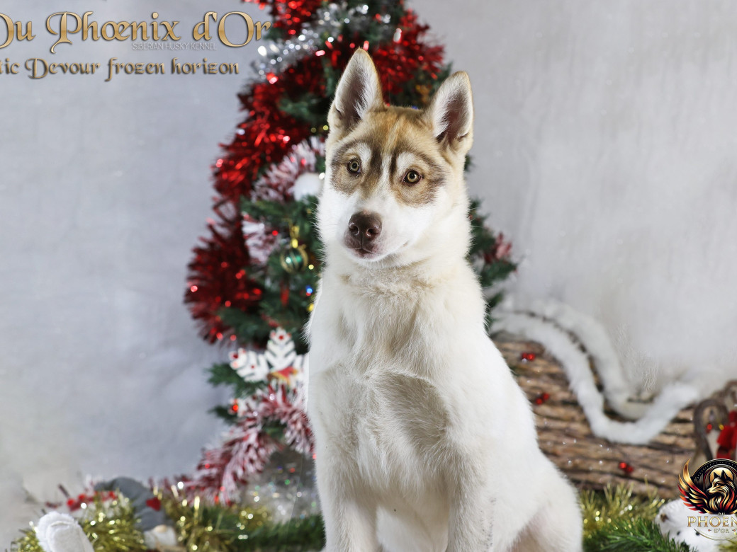 Photo 23 de Mâle 1 - Taïga x Ultra (Août 2025)