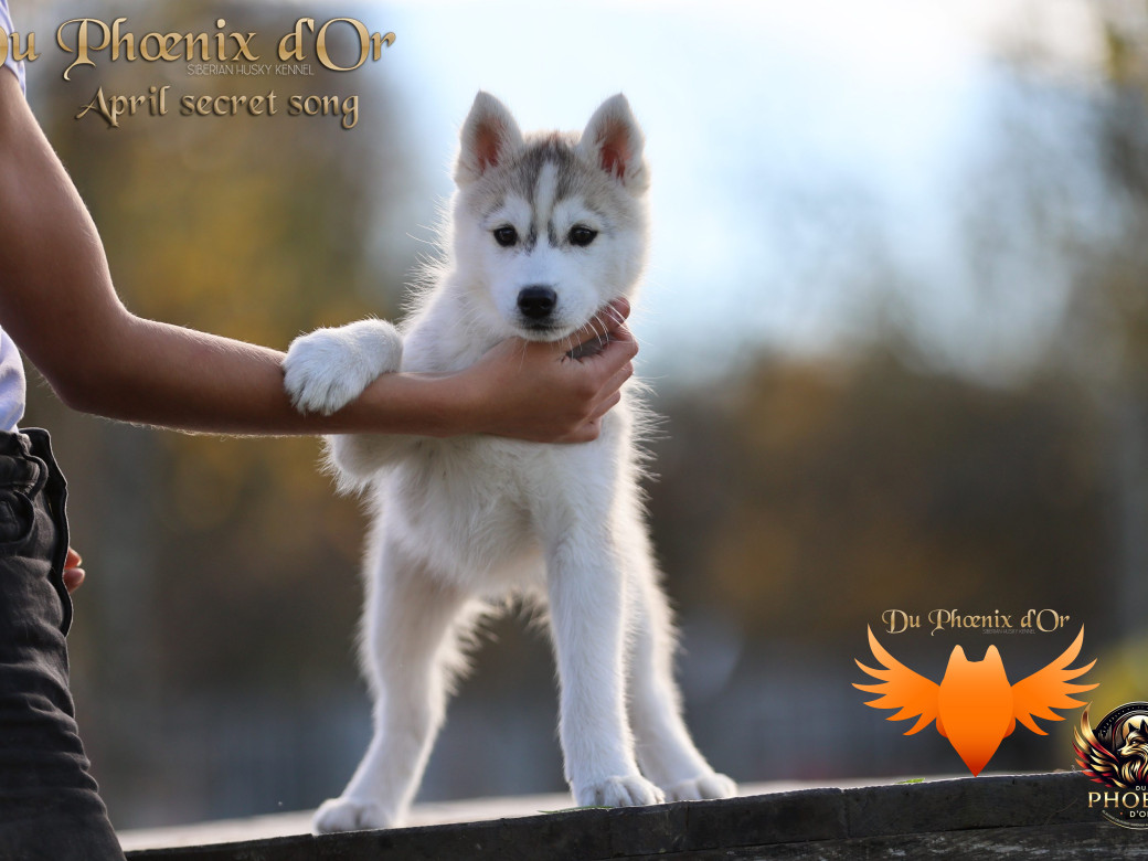 Photo 19 de Femelle 2 - Sweetie x Toruk (Septembre 2025)