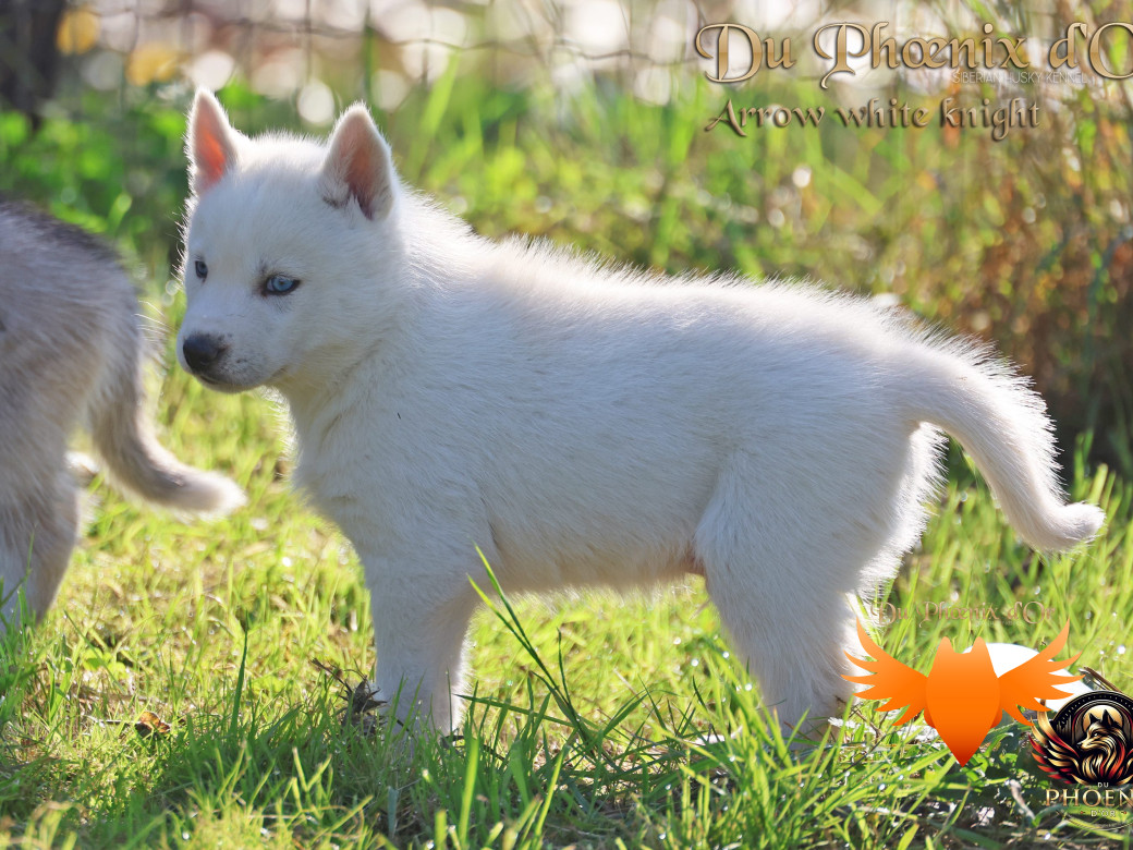 Photo 5 de Mâle 2 - Twilight x Yoshi (Août 2025)