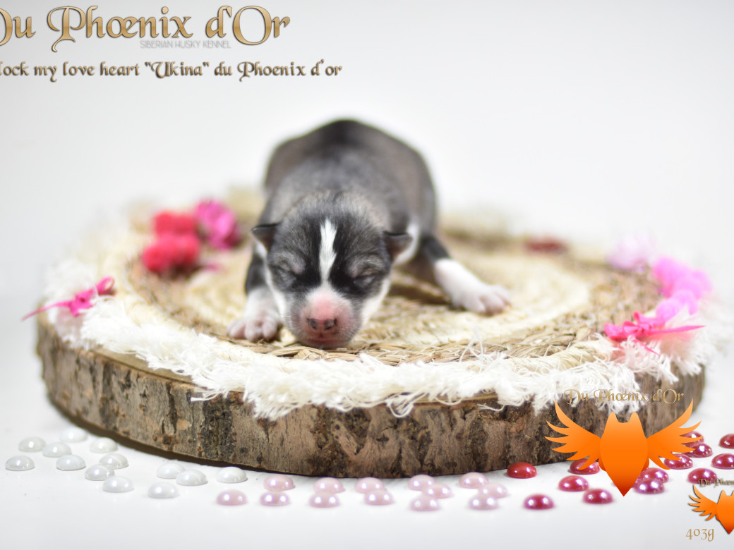 Unlock my love heart "Ukina" du Phoenix d'or