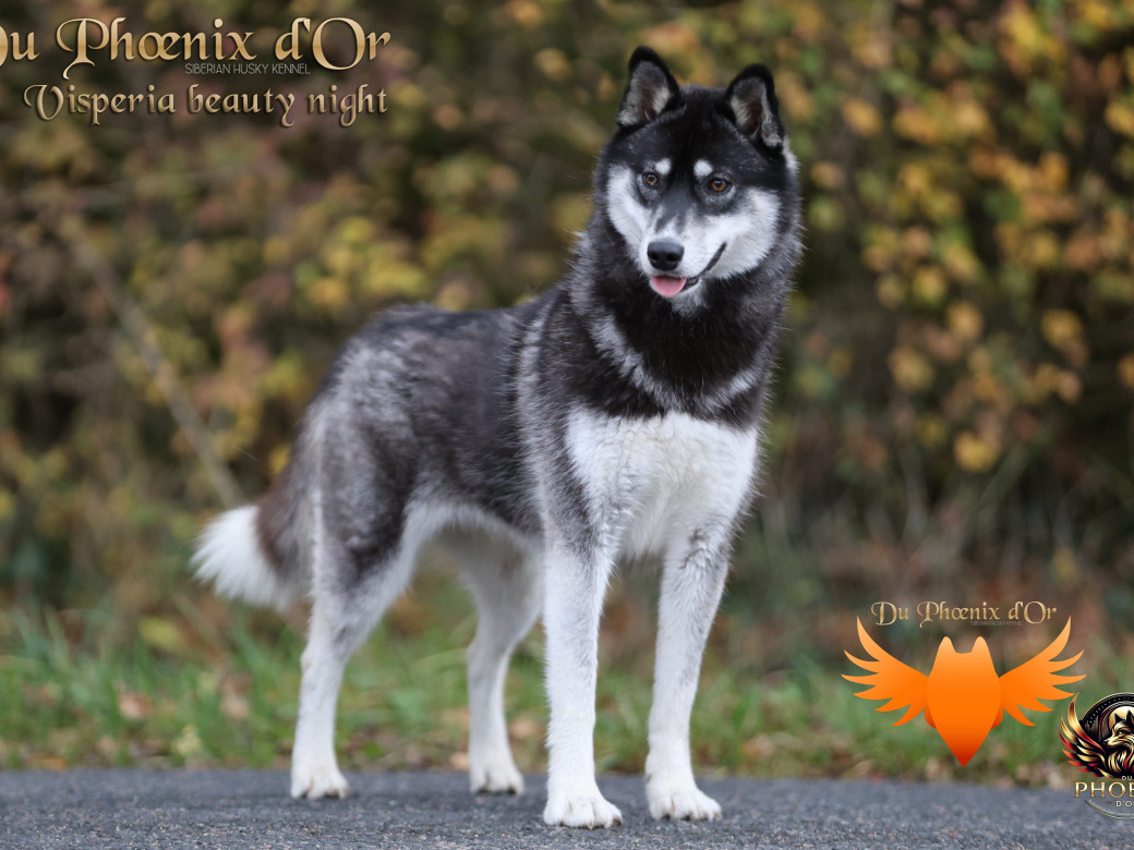 Photo 2 de Visperia - Sky  & MOKY (Décembre 2024)